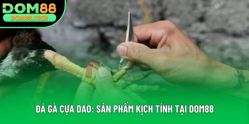 Đá Gà Cựa Dao: Loại Hình Cược Chọi Kê Thú Vị Nhất 2025