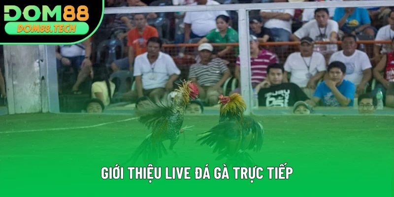 Nội dung giới thiệu live đá gà trực tiếp