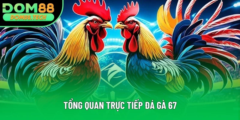 Nội dung tổng quan trực tiếp đá gà 67