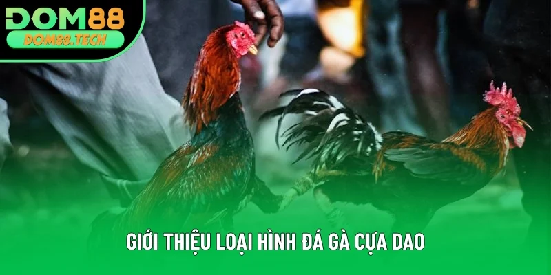 Sơ lược môn đối kháng đá gà cựa dao