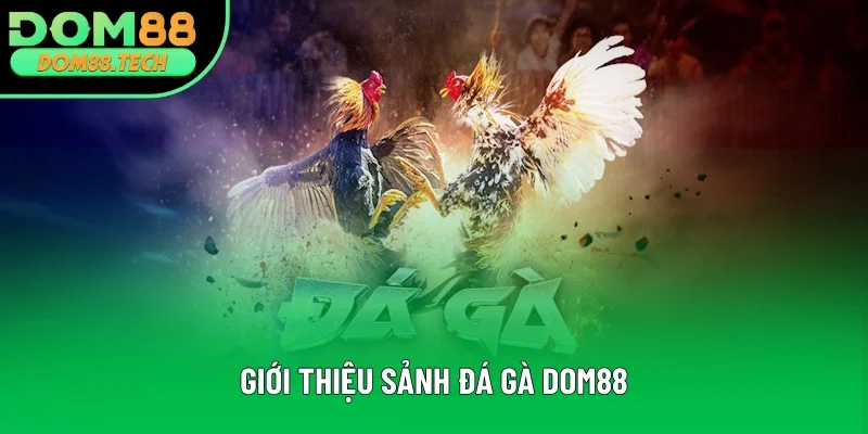 Thông tin giới thiệu đá gà DOM88